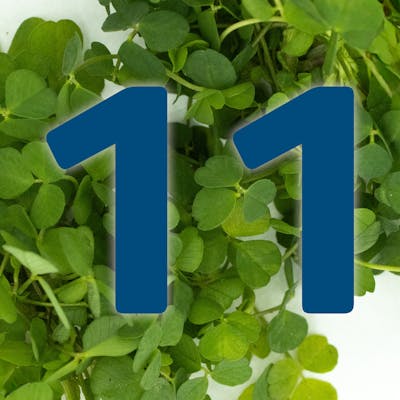 St. Patrick's Day Countdown: Potato bread take two