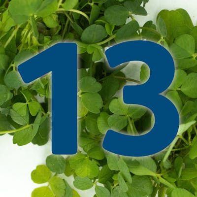 St. Patrick's Day Countdown: Champ