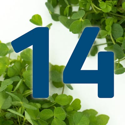 St. Patrick's Day Countdown: Fox in the Bag