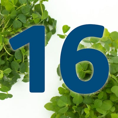 St. Patrick's Day Countdown: Potato for Dessert?