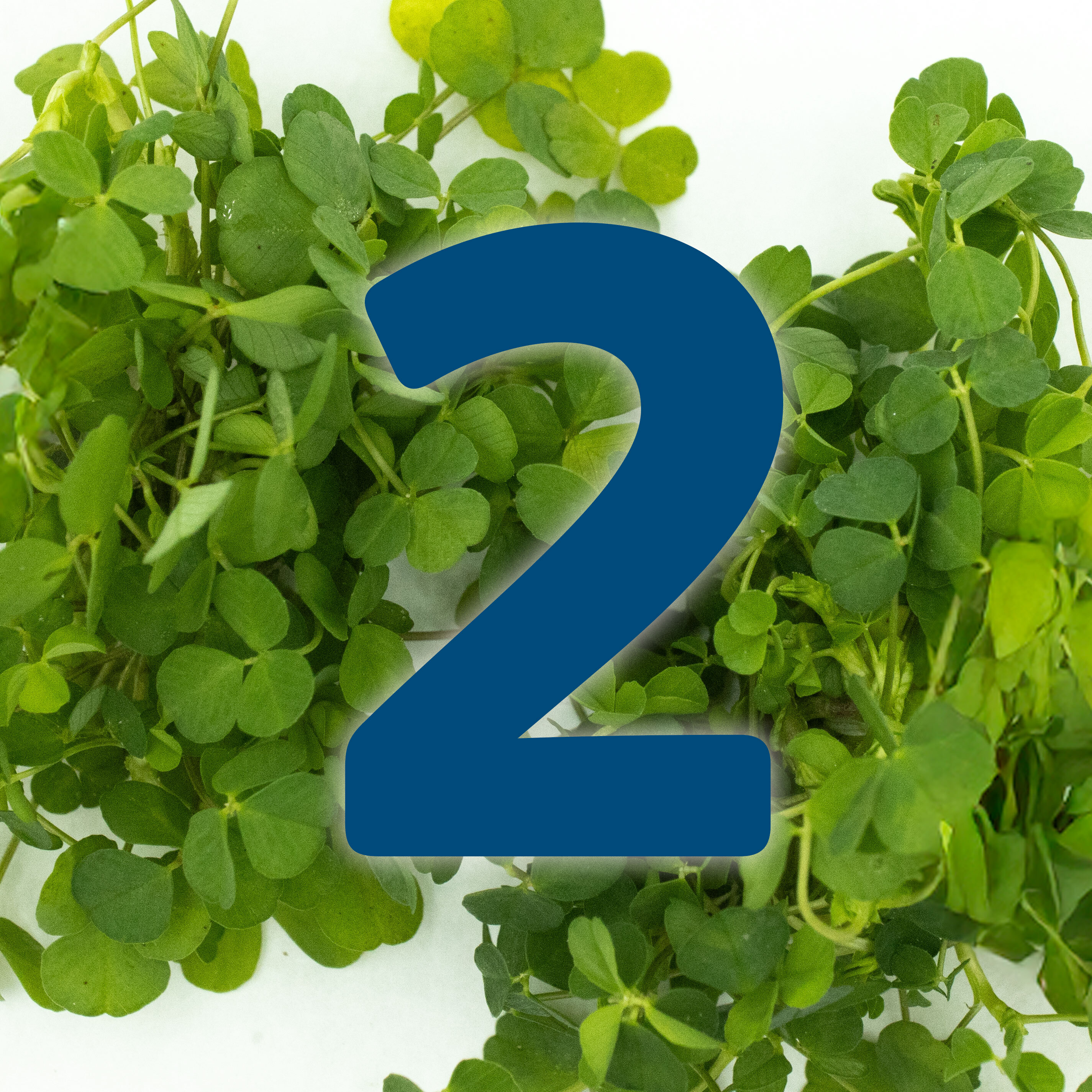 St. Patrick's Day Countdown: What connects the Shamrock and the Trinity Knot?