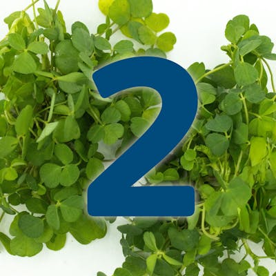 St. Patrick's Day Countdown: Breakfast Boxty