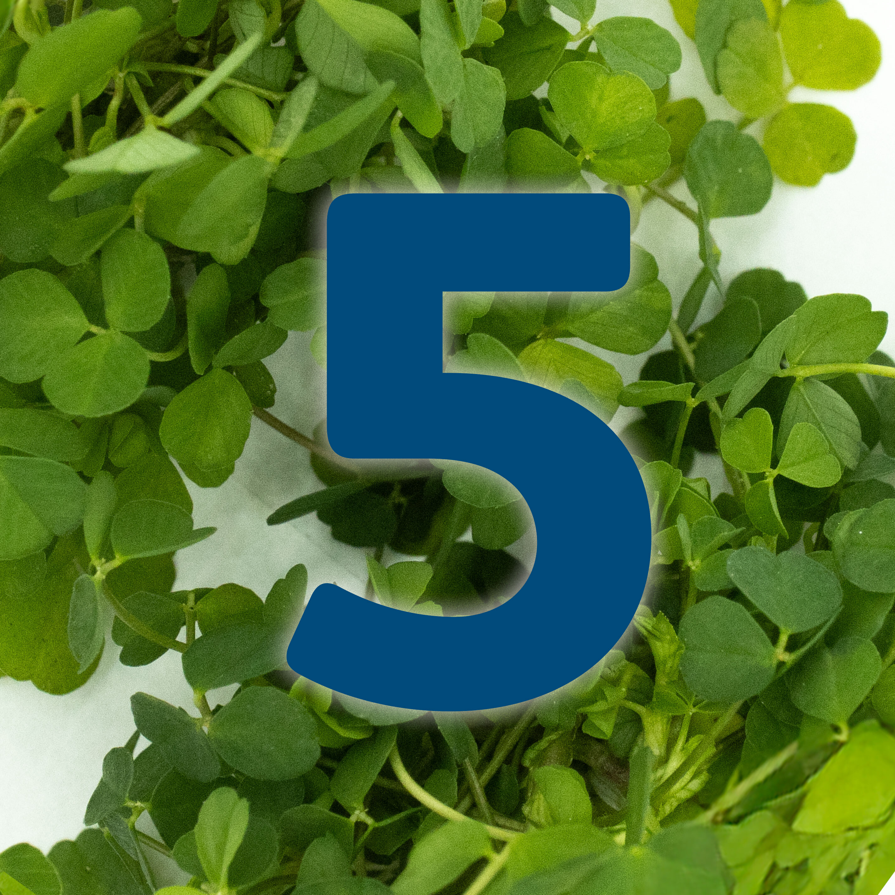 St. Patrick's Day Countdown: Ten secrets of Ogham