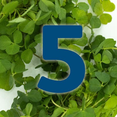 St. Patrick's Day Countdown: Potato Crepes and Asparagus