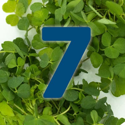 St. Patrick's Day Countdown: Irish Stew