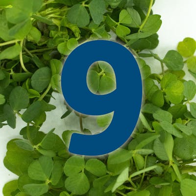 St. Patrick's Day Countdown: Spice Bag