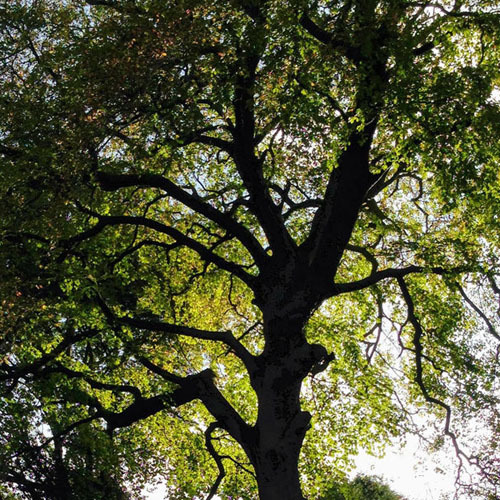 The Celtic Tree of Life: Meaning and History