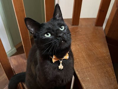 The “luck of the Irish”: The history, folklore, meaning and mythology of Irish luck