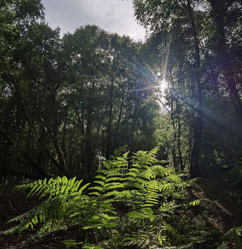 Tree Planting in 2023: A Virtual Road trip around Ireland