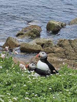 The Great Saltee Adventure.