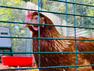 Celebrations, Suggestions, Storms, and...Chickens!