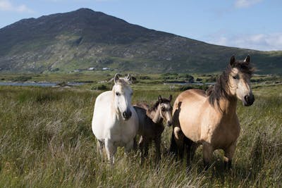 Connemara Namesakes: Ponies and the Irish Gemstone
