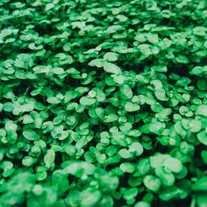 A Symbol of Ireland: The Shamrock