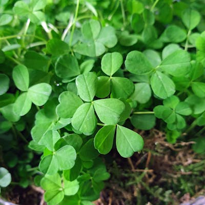 What is the difference between Shamrock and Clover?