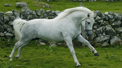 Connemara Namesakes: Ponies and the Irish Gemstone