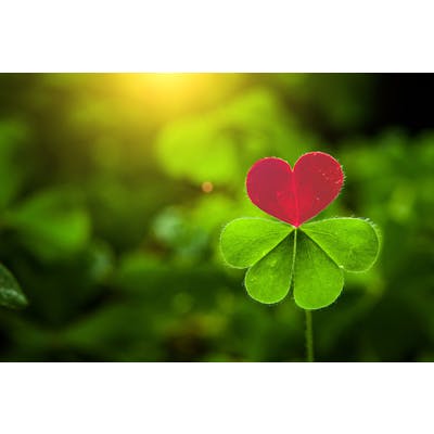 7 Ways to Say 'I Love You' in Irish - Tell Your Loved One You Care in Gaelic